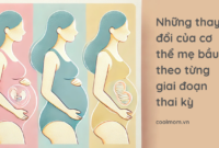 nhung_thay_doi_cua_co_the_me_bau_theo_tung_giai_doan_thai_ky_b0fccd59a117408b9e3868676f0ca65d.png