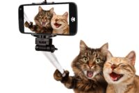 two-confused-and-laughing-cats-taking-selfies-wallpaper-3750x3000-92686_34.jpg